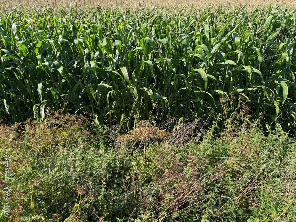 Fototapeta premium field of corn