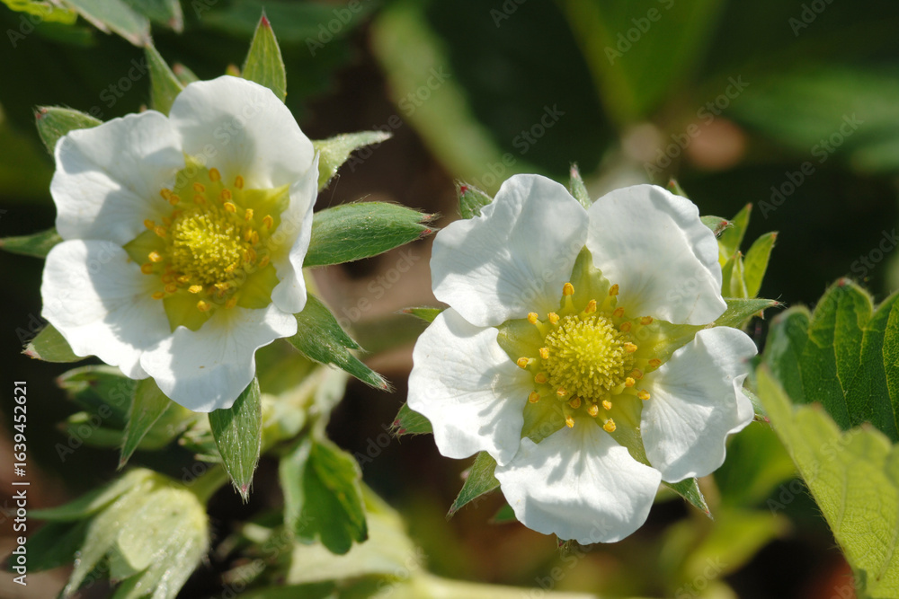 Obraz premium Erdbeere, Blüte