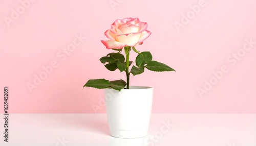 Elegant Pink Rose in White Pot Against Soft Pink Background