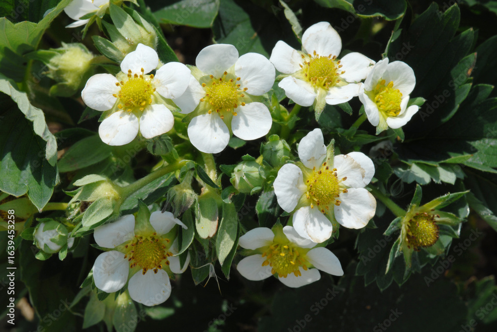 Obraz premium Erdbeere, Blüte