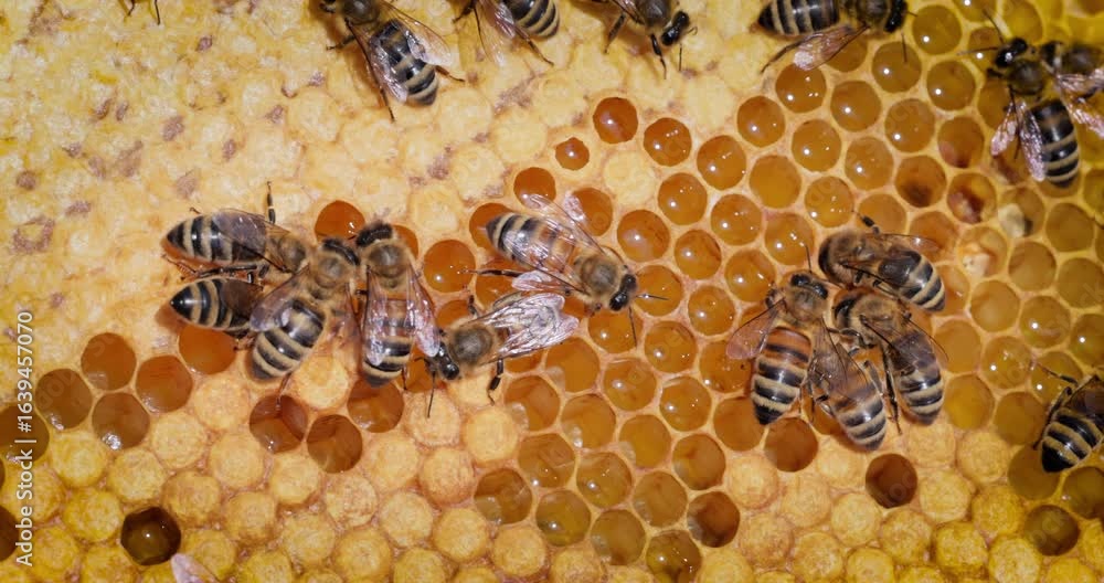 Honey Bees working on honeycomb close-up shot. Bees are best known to ...