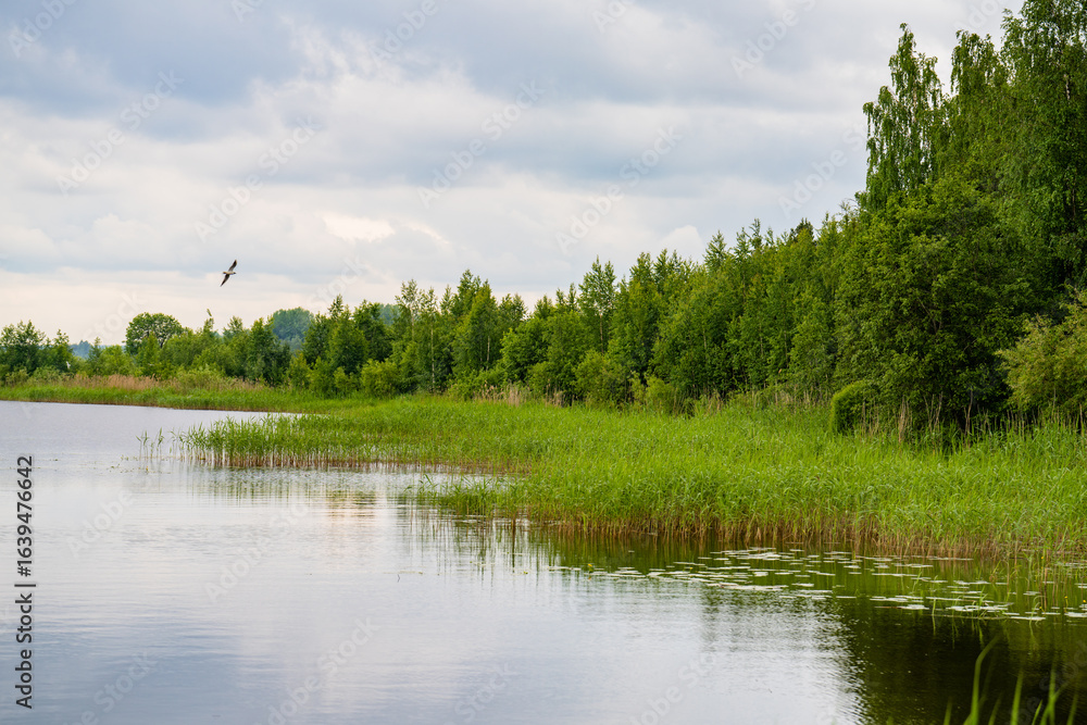Obraz premium summer landscape with lake