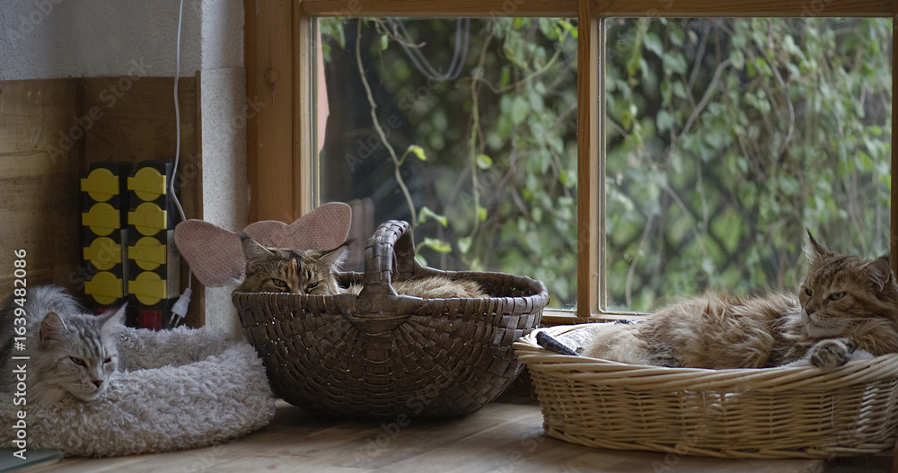 Obraz premium Maine Coon Katzen in ihren Körbchen am Fenster