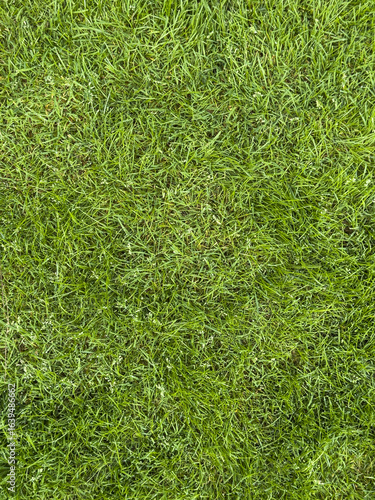 High-resolution image of lu...
