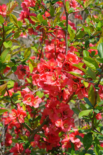 Red orange blooms of flowering quince chaenomeles shrub