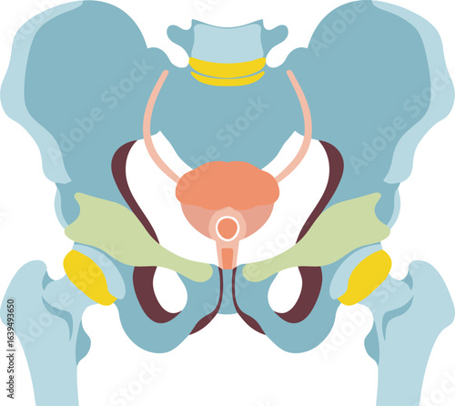 Illustration of a human pelvic bone structure with bladder and connecting tubes in a simplified, colorful style.