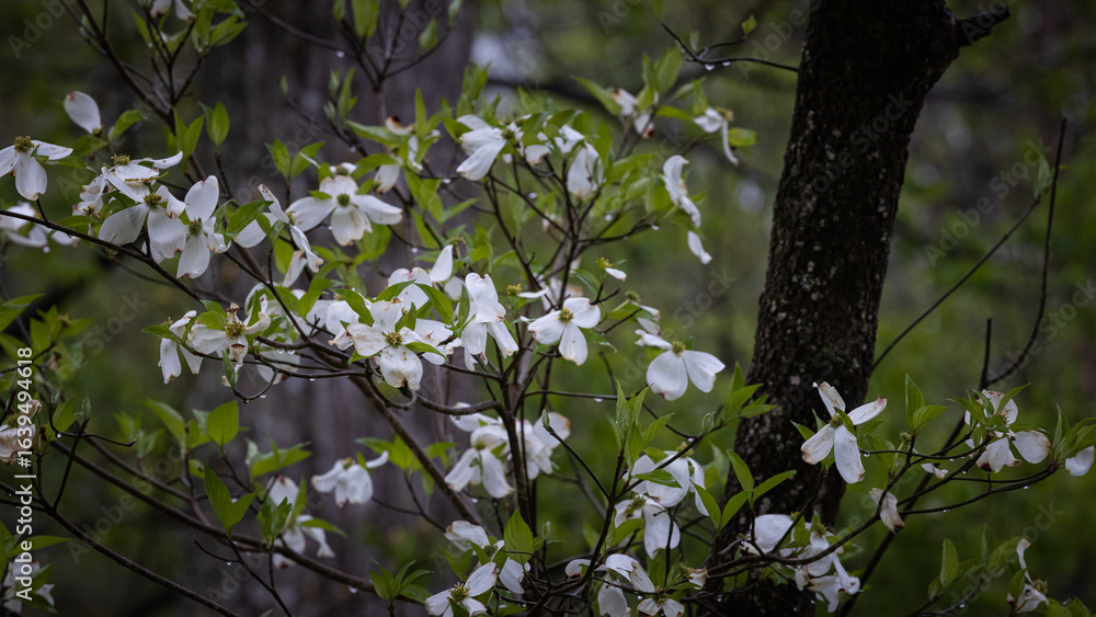 Fototapeta premium dogwood tree in the woods