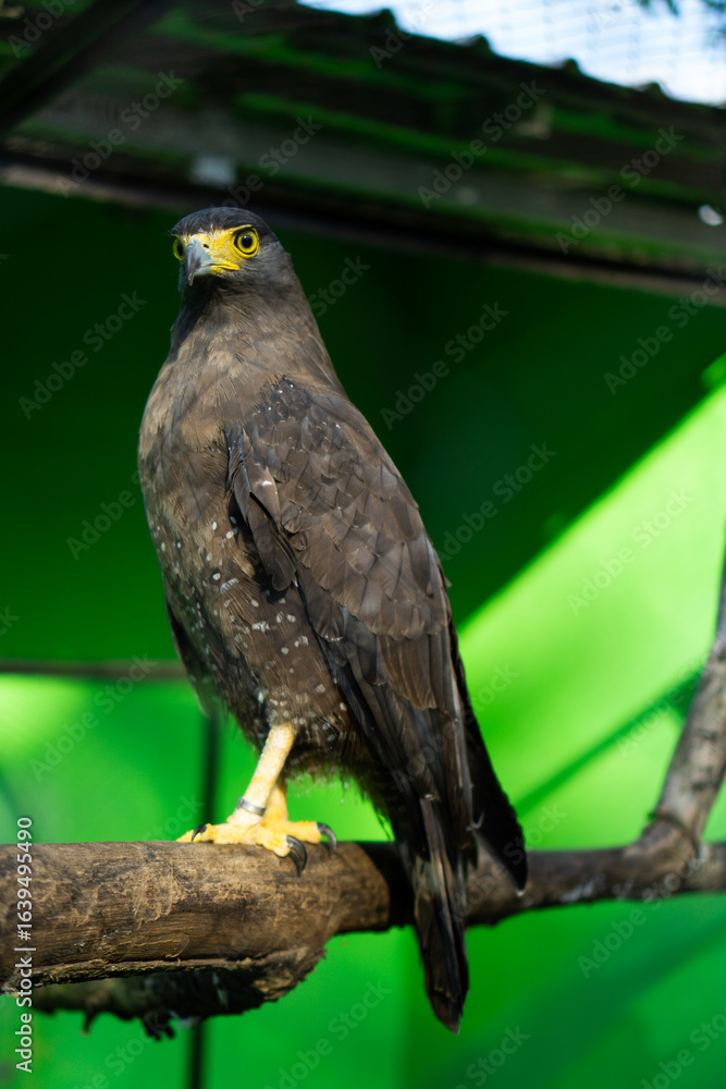 Majestic Predators: The Powerful Eagles Majestic Predators: The Powerful Eagles