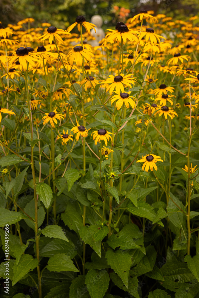 Fototapeta premium yellow flowers in the field