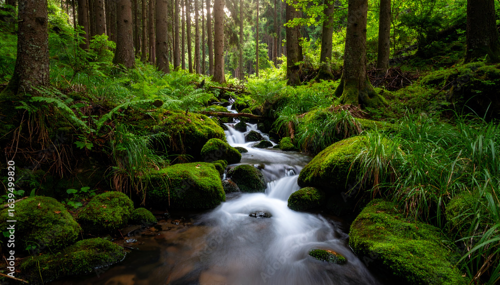 Obraz premium Forest Stream with Mossy Rocks, and Sunlight.