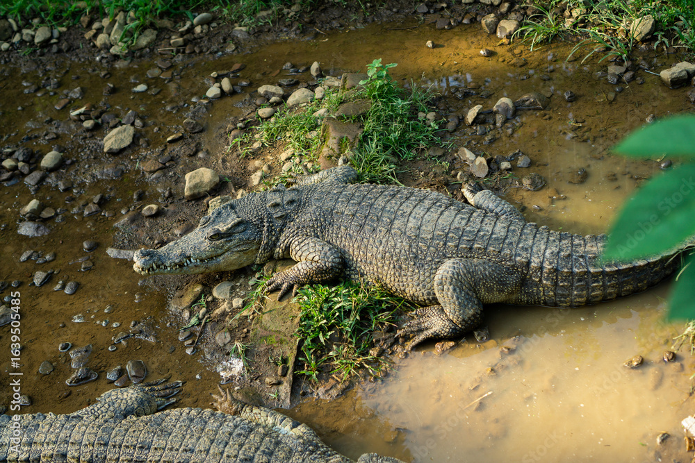 Large Crocodile Resting by the Water's Edge Large Crocodile Resting by the Water's Edge