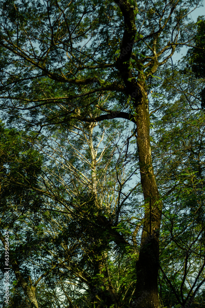 Fototapeta premium Lush trees in the wild
