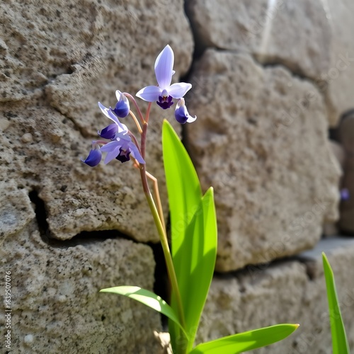 blue iris flower