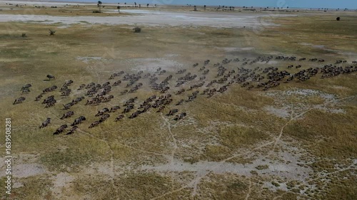 Aerial view of a wildebeest herd running across the dry plains of Botswana Okavango Delta