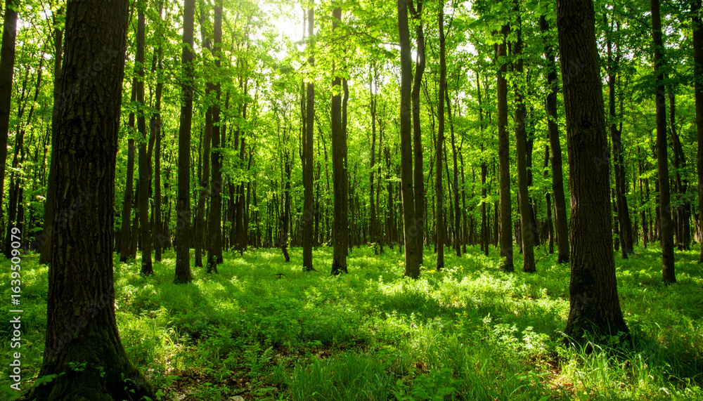 Fototapeta premium Sunlit Green Forest Path.