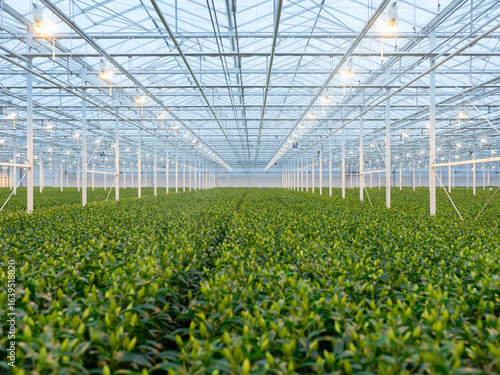 Dense green lily plant coverage in greenhouse facility showing mature stage of commercial lily cultivation