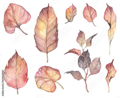 Set of watercolor realistic autumn leaves - hand painted herbarium with various plants. High resolution watercolor tree leaves isolated on transparent background