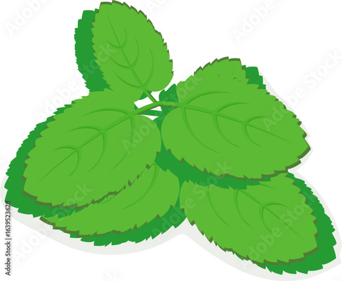 A Spring of Mint