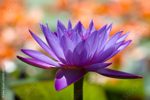 Purple Lotus Flower in the outdoor garden
