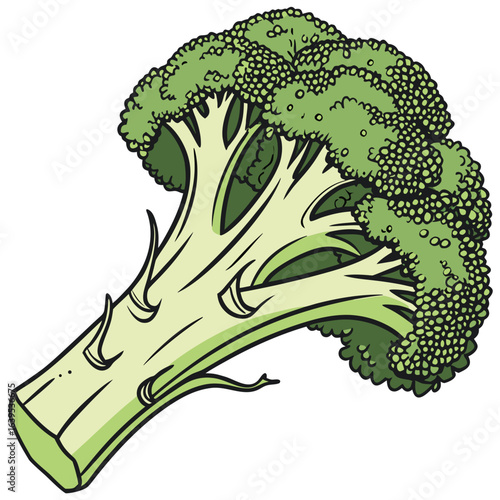 Green broccoli stalk with florets vegetable food