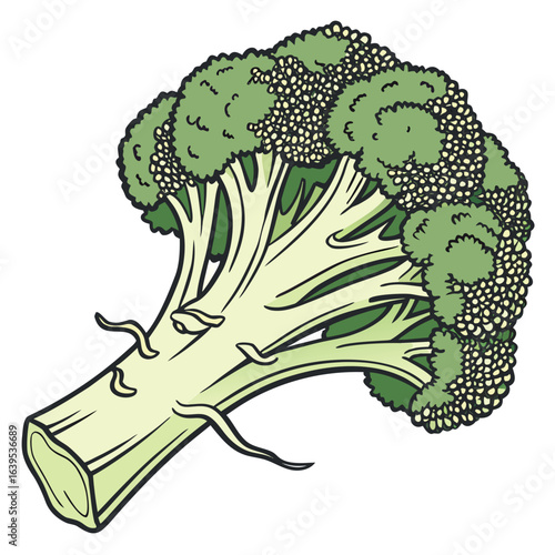 Green broccoli stalk with florets vegetable food