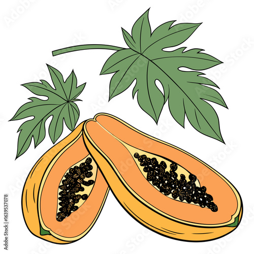 Orange papaya halves with green leaves fruit tropical