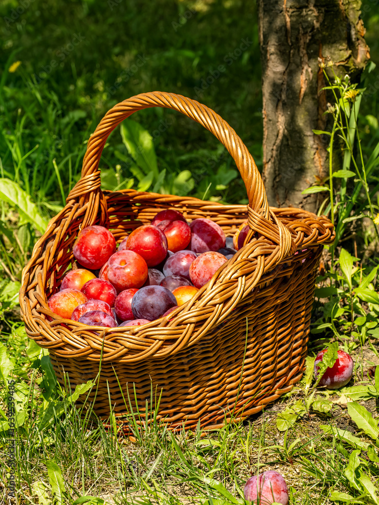 Woven Basket Filled With Freshly Picked Ripe Plums in a Sunny Orchard Woven Basket Filled With Freshly Picked Ripe Plums in a Sunny Orchard