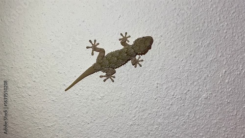 Lizard catching and eating an insect on a white wall close up