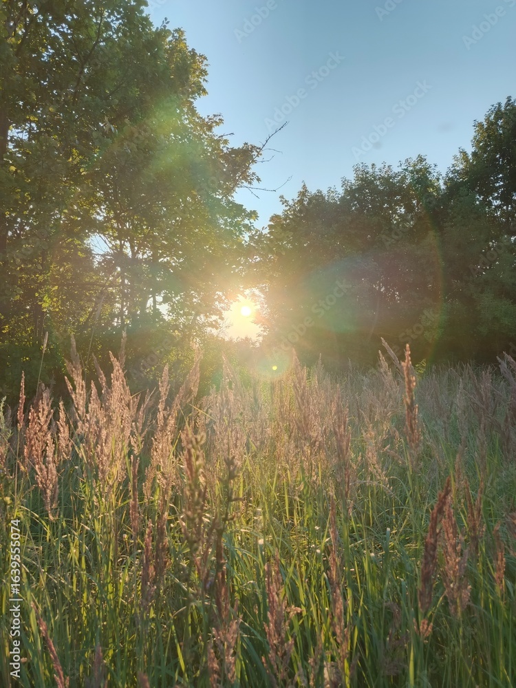 Fototapeta premium Nature, village, harvest, agriculture, sunset, sunrise, sky, landscape, flora, plants, road, summer, summer vacation, weekend, river, nature