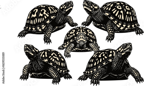 Isolated a Kinds of deferent American turtle, tortoise, animal, reptile, shell,  animals vector art silhouette with white background.