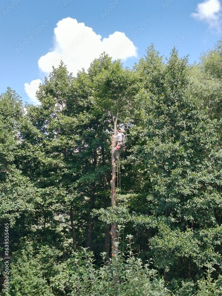 Fototapeta premium Profession, tree climber, lumberjack, tree felling, insurance, deforestation, forest, nature, man, profession, example, labor, work