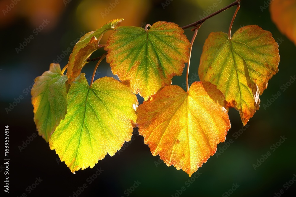 Obraz premium Autumn Leaves