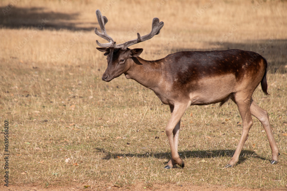 Fototapeta premium Gamo común o europeo (Dama dama).