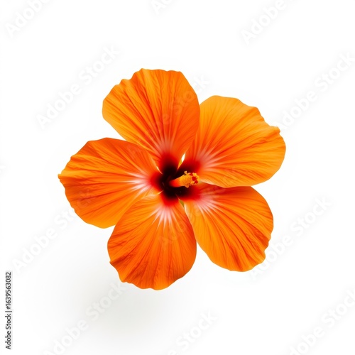 Wallpaper Mural Orange hibiscus flower on white background Torontodigital.ca