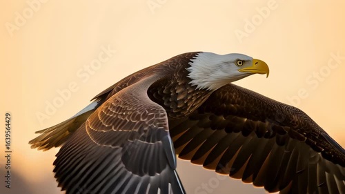 Bald Eagle Soaring Gracefully at Sunset its Wings Spread Wide in an Orange Sky Detailed Feathers and Yellow Beak and Talons