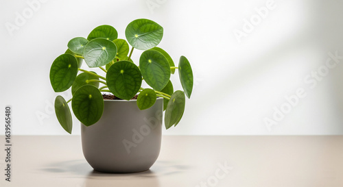 Healthy pilea peperomioides plant in a modern gray pot