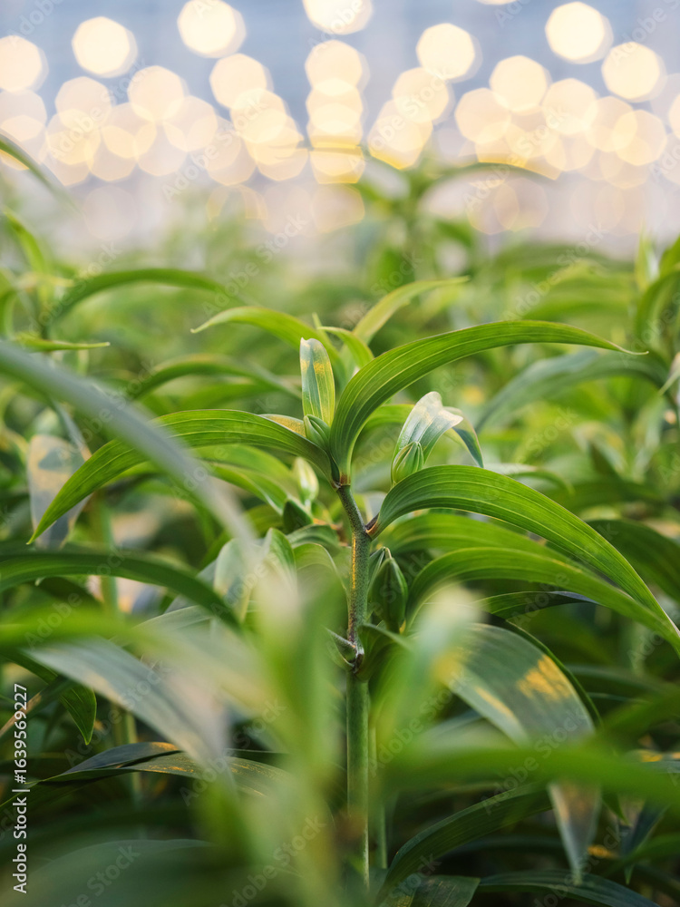 Obraz premium Lily plant with warm ambient greenhouse lighting creating inviting cultivation atmosphere