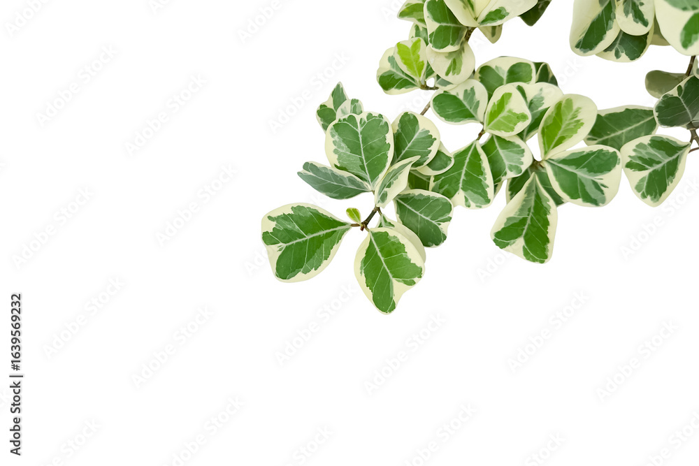Fototapeta premium 2. Mistletoe Fig or Ficus Deltoidea Leaf Cluster Isolated