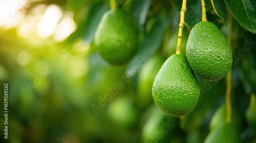Wallpaper Mural Ripe green avocados hanging on tree in orchard Torontodigital.ca