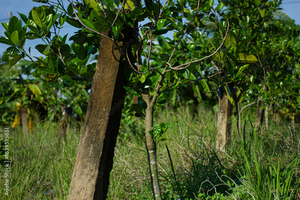 Fototapeta premium An overgrown tropical garden with trees and green grass under the sunlight. Natural background