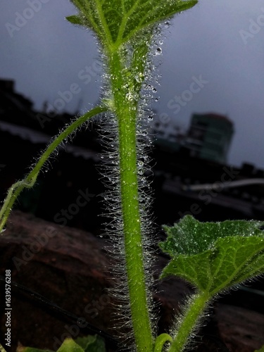Close-up of a hairy plant stem covered in morning dew drops after rain