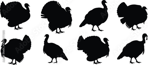 Turkey bird silhouettes, farm animal vector, wild bird shapes, Thanksgiving turkey design, 