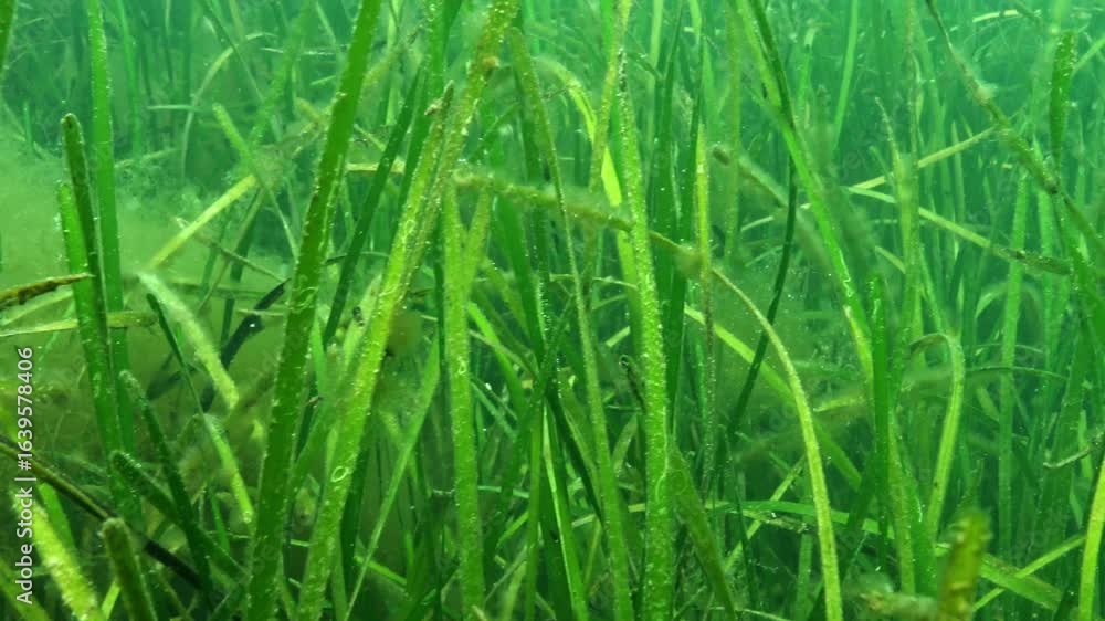 Thickets of sea grass - Zostera marina in the Black Sea, leaves covered with fluff of various types of microalgae. Thickets of sea grass - Zostera marina in the Black Sea, leaves covered with fluff of various types of microalgae.