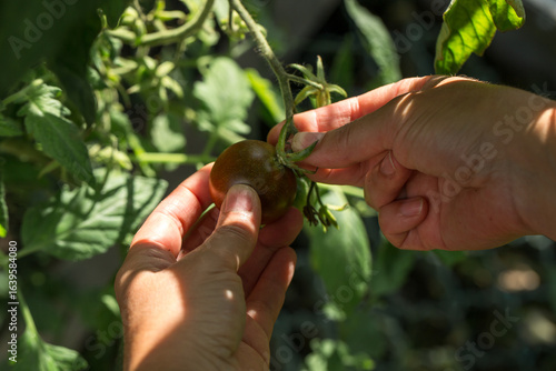 Human hands picking a ripe dark brown or burgundy tomato from a branch. The tomato is round and smooth. The image focuses on the harvesting process, demonstrating the ripeness of the fruit.