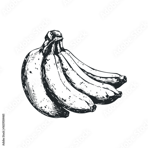 Hand Drawn Bunch of Bananas Sketch