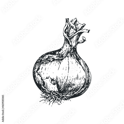 Hand drawn sketch of a single onion with roots and stem