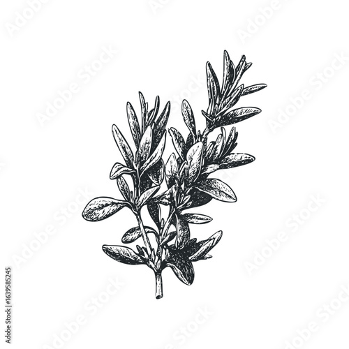 Detailed botanical sketch of a rosemary herb sprig