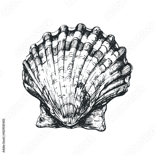 Detailed Black and White Ink Sketch of a Scallop Shell