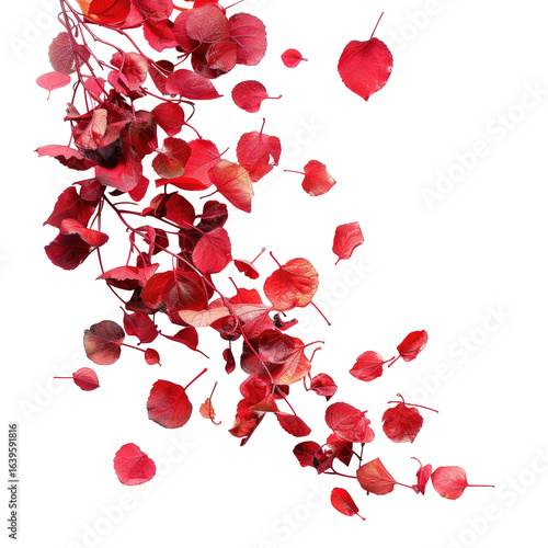 Red leaves falling, autumn, studio, dark background, design element