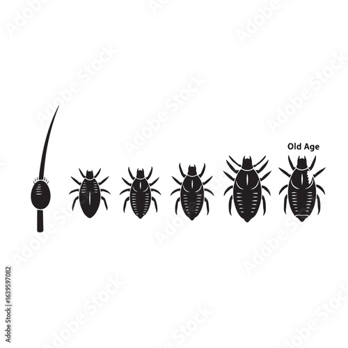 Vector silhouette of the life cycle of a louse